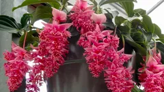 6 Zimmerpflanzen, die daheim oft zur Geduldsprobe werden – und woran es wirklich liegt