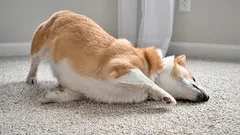 Reibt Ihr Hund seine Schnauze am Teppich? Häufige Ursachen und Anzeichen, die Sie unbedingt beachten sollten